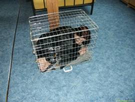 Doggy-Cage - Bild vergr��ern 