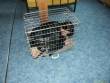 f�r den Hund